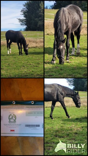 Schweres Warmblut Stute ( Schlesier), Rene , Horses For Sale, Tiefenbach , Image 9