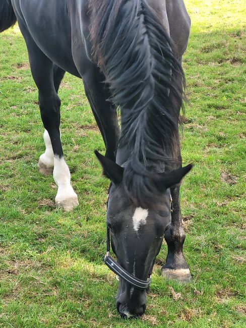 Schweres Warmblut Stute ( Schlesier), Rene , Horses For Sale, Tiefenbach , Image 3