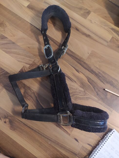 Schwarzes Halfter, Busse, Saskia , Halters, Neuhausen auf den Fildern, Image 3
