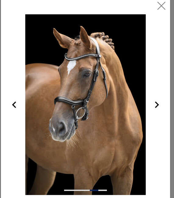 Schwarzes Zaumzeug, Claridge House Melbourne, Alina, Nosebands, Landskron, Image 3