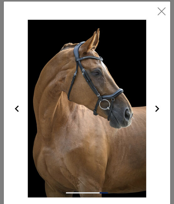 Schwarzes Zaumzeug, Claridge House Melbourne, Alina, Nosebands, Landskron, Image 4