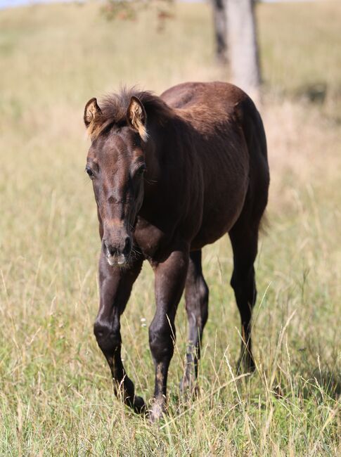 Black/smoky black foundation gezogener QH Hengstabsetzer, Kerstin Rehbehn (Pferdemarketing Ost), Horses For Sale, Nienburg, Image 3