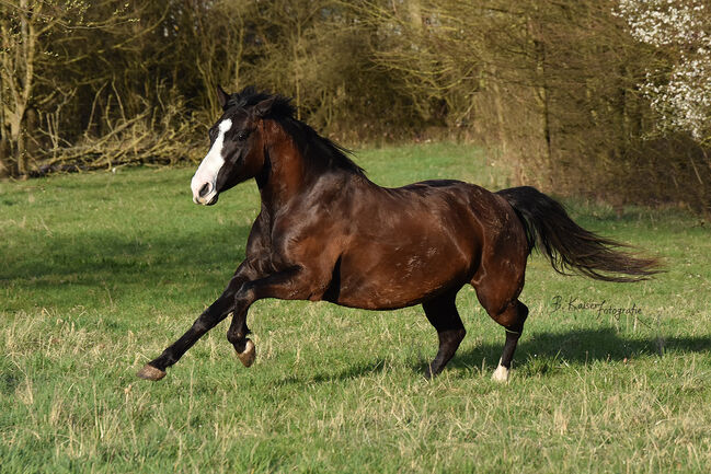 Schwarzbraune, liebevolle Quarter Horse Stute, Kerstin Rehbehn (Pferdemarketing Ost), Horses For Sale, Nienburg, Image 5