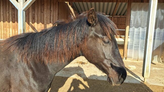 schwarze, bildhübsche Quarter Horse Stute, Kerstin Rehbehn (Pferdemarketing Ost), Horses For Sale, Nienburg, Image 6