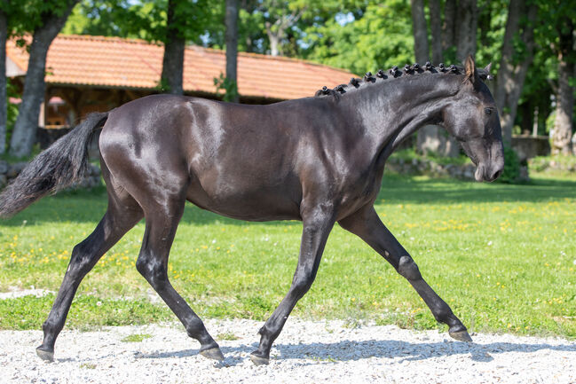 Schwarze P.R.E Stute, Nováková , Horses For Sale, Nova Bystrice , Image 3