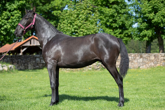 Schwarze P.R.E Stute, Nováková , Horses For Sale, Nova Bystrice , Image 2