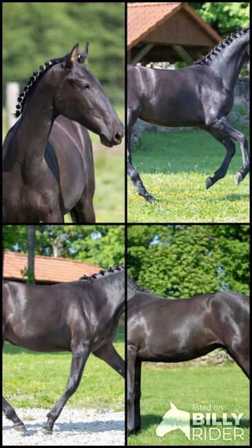 Schwarze P.R.E Stute, Nováková , Horses For Sale, Nova Bystrice , Image 8