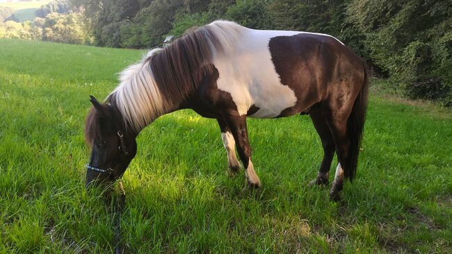 Rappschecke, Jungpferd, Wallach, Kim Schroeder , Horses For Sale, Görwihl , Image 5