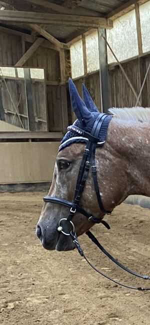 Schwarze Trense WB, lila unterlegt mit Swarovskis, Nadja, Bridles & Headstalls, Müllheim, Image 5