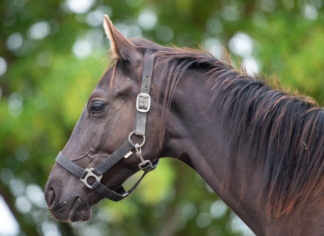 Schwarzer Trakehner von Hitmos, Kerstin Rehbehn (Pferdemarketing Ost), Horses For Sale, Nienburg, Image 3