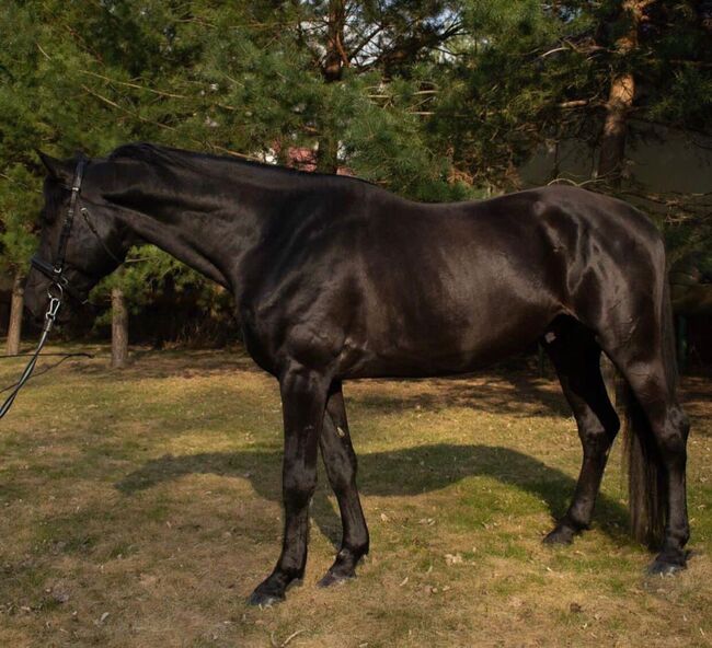 Schwarze wallacg zu verkaufen, Jozsef, Horses For Sale, Békés