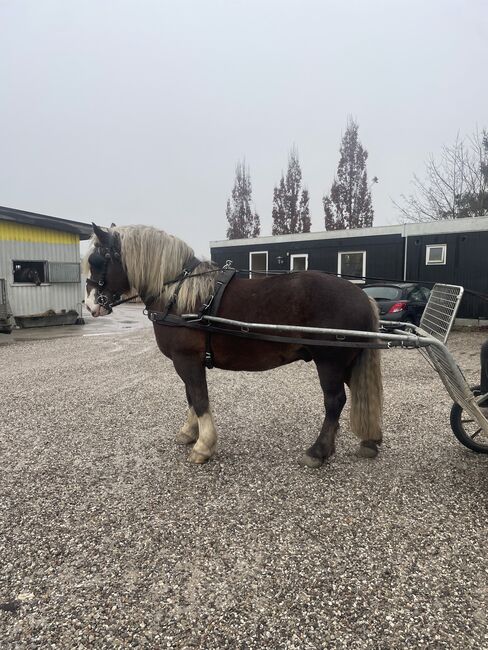 Schwarzwälder Dunkelfuchs, Reit- und Fahrpferd, Fine Larsen, Horses For Sale, Holte, Image 4