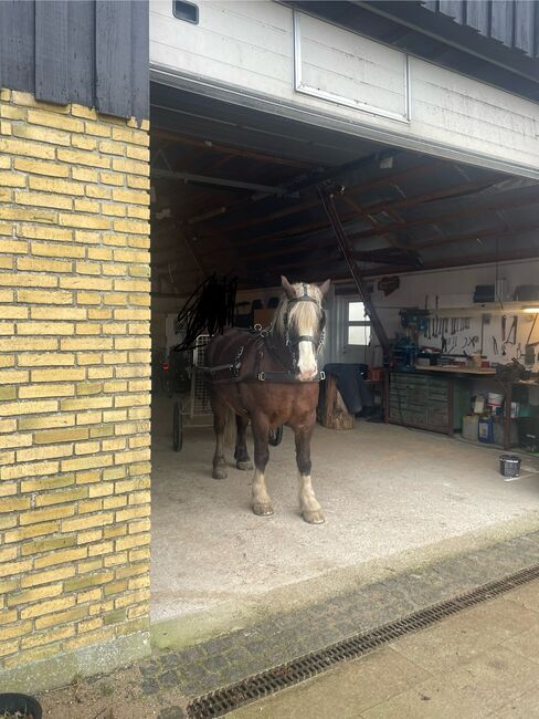 Schwarzwälder Dunkelfuchs, Reit- und Fahrpferd, Fine Larsen, Horses For Sale, Holte, Image 6