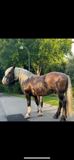 Schwarzwälder Dunkelfuchs, Reit- und Fahrpferd, Fine Larsen, Horses For Sale, Holte