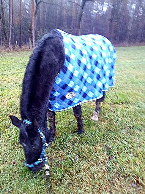 Abschwitzdecke, blau gemustert, Größe 150 cm, Thermomaster, Inge Meisslein, Horse Blankets, Sheets & Coolers, Roßtal, Image 2