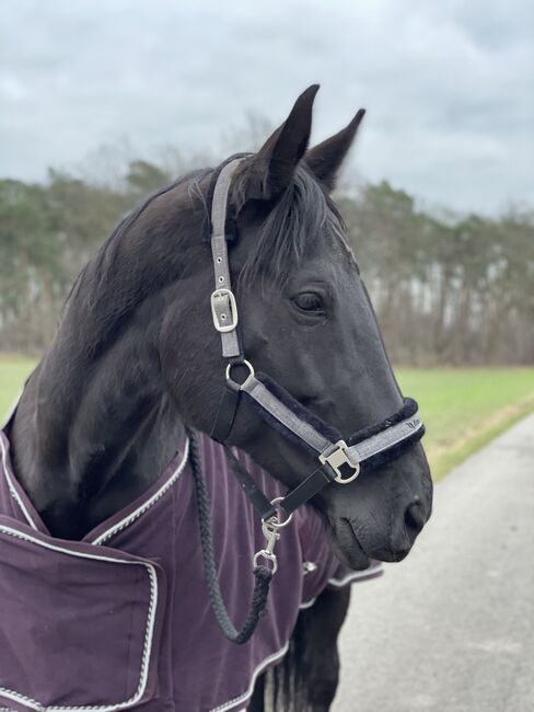 Abschwitzdecke, Ridersdeal  Keramik Abschwitzdecke , Laura, Horse Blankets, Sheets & Coolers, Paderborn