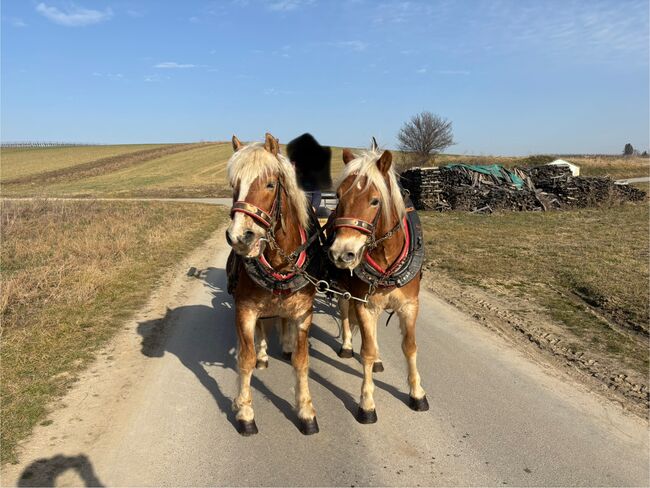 Zwei Haflinger und Kutsche, Ebner Franz, Pferd kaufen, Schrattenberg, Abbildung 4