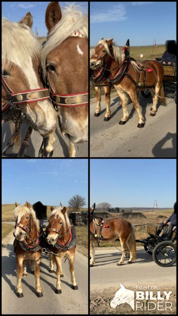 Zwei Haflinger und Kutsche, Ebner Franz, Pferd kaufen, Schrattenberg, Abbildung 13