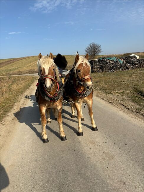 Zwei Haflinger und Kutsche, Ebner Franz, Pferd kaufen, Schrattenberg, Abbildung 3