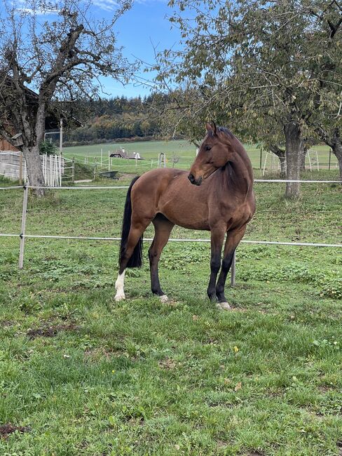 Schweizer Warmblutwallach sucht neues Zuhause, Yelis, Horses For Sale, Ostermundigen
